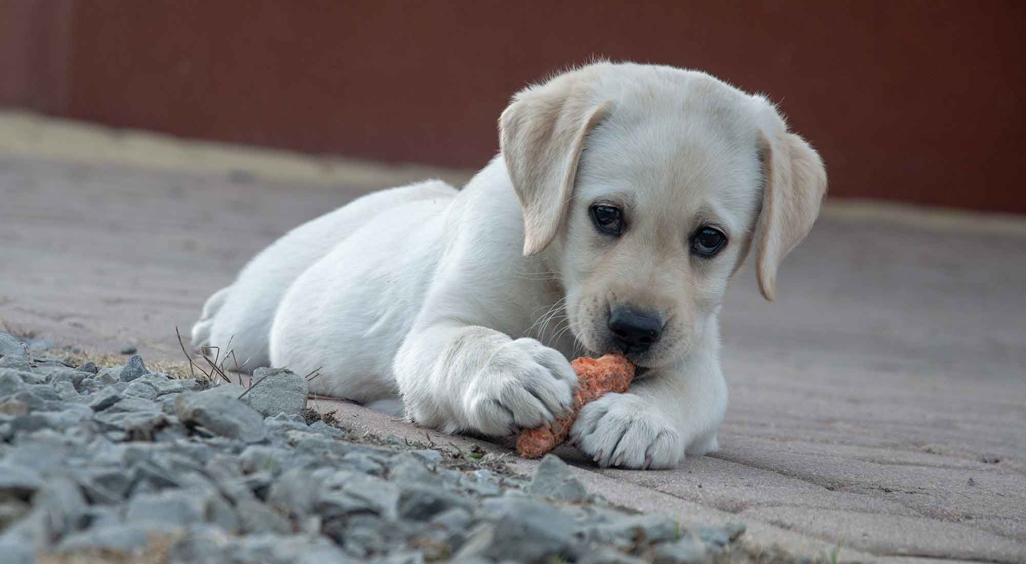 Snacks voor honden